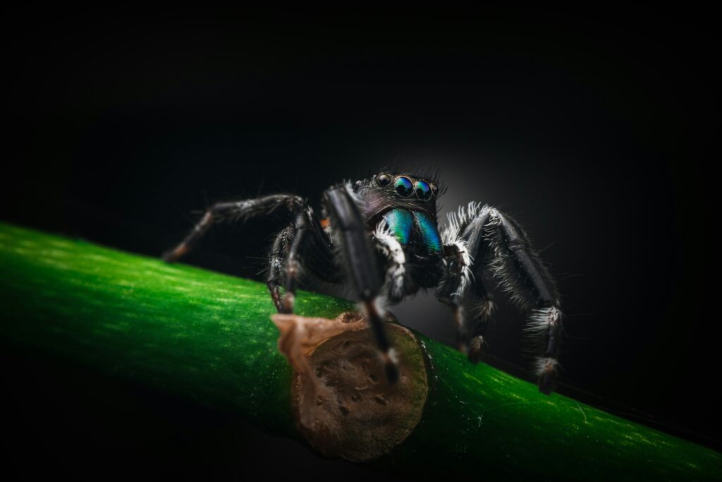 Brazilian black tarantula resting calmly in an enclosure