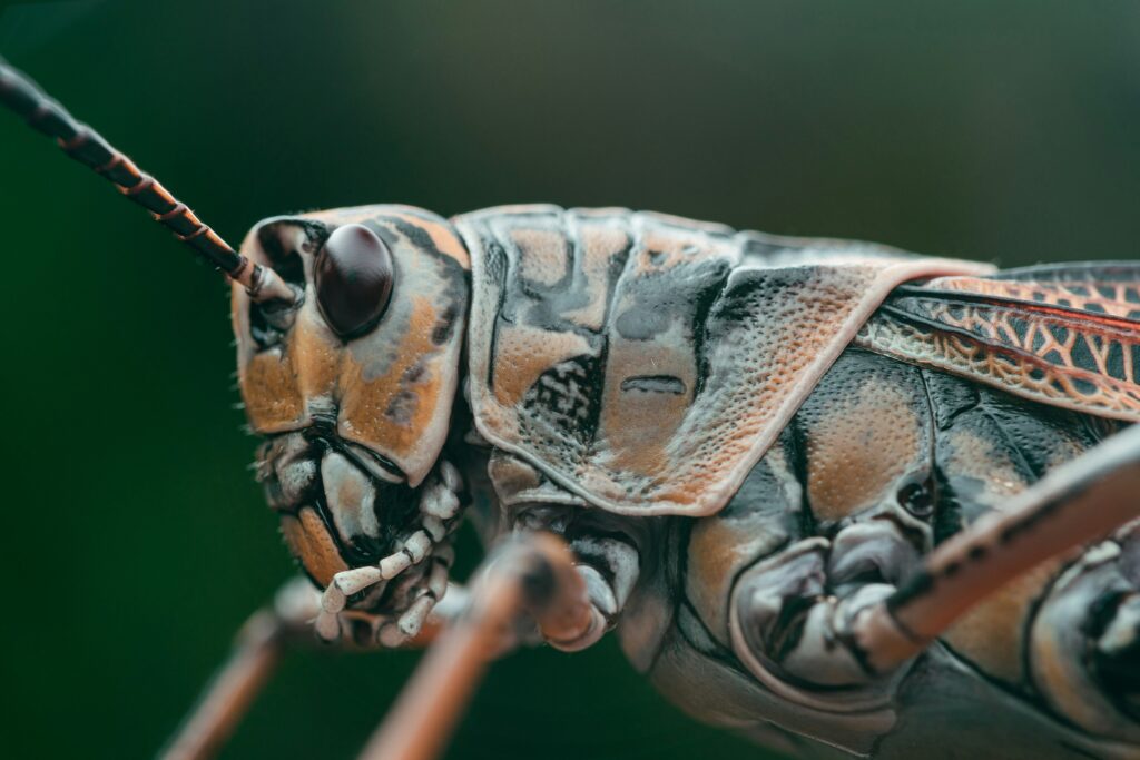 Digital concept showing future insects adapting to modern environments