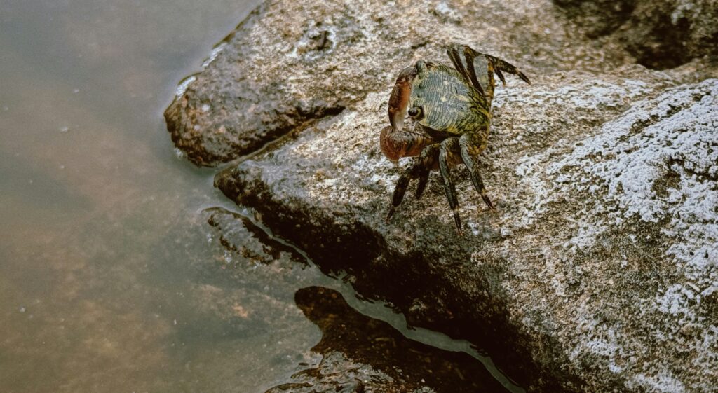Diving bell spider resting in its air-filled web underwater