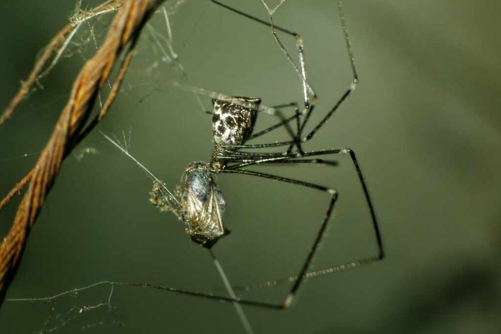 Portia spider stalking prey on a web using deceptive movements