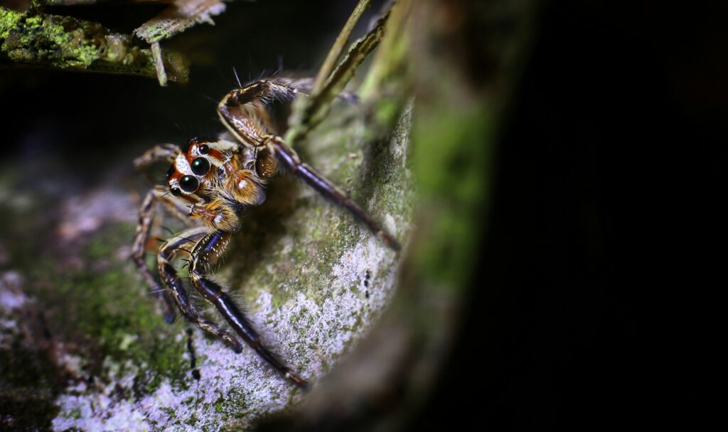 Conservationist observing a camouflaged insect in its fragile habitat