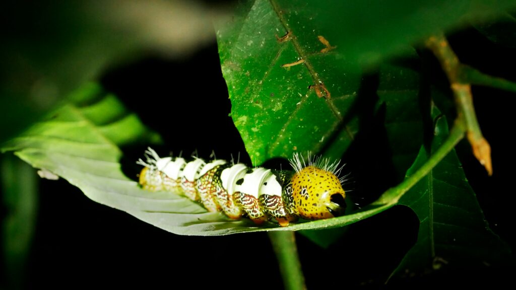 Genetic illustration showing transformation from caterpillar to butterfly
