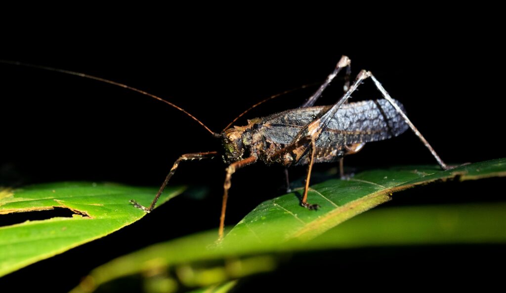 Insect mimicking another species’ sound waves in a lab sound graph