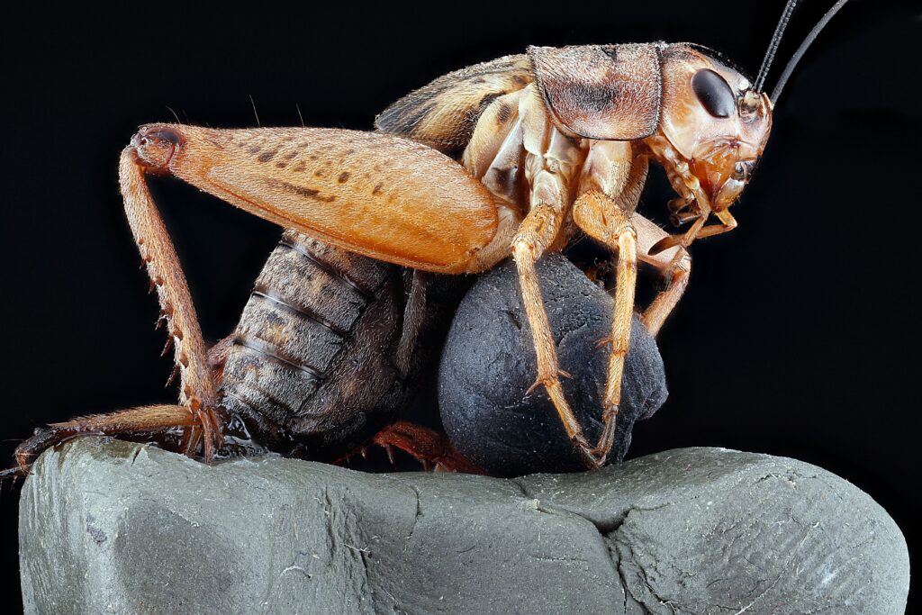 Cross-section of an insect exoskeleton cracking under its own weight at large size