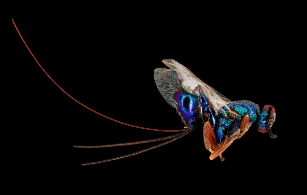 Sequence of images showing a froghopper in mid-jump with motion blur