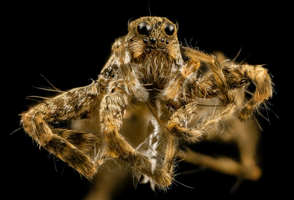 Net-casting spider hanging upside down preparing to throw its silk net
