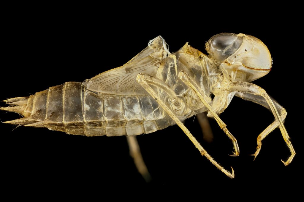 Antlion larva hidden in a sandy pit waiting to capture prey