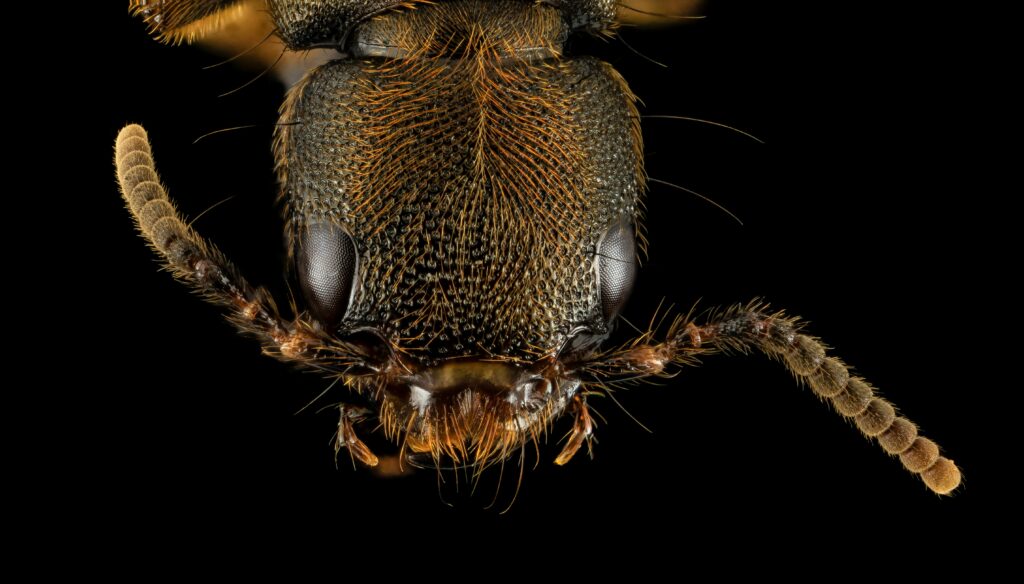 Close-up of different insect mouthparts designed for biting, sucking, or chewing