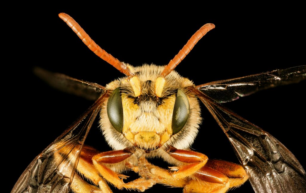 Wasp with visible stinger and close-up of fang-equipped insect