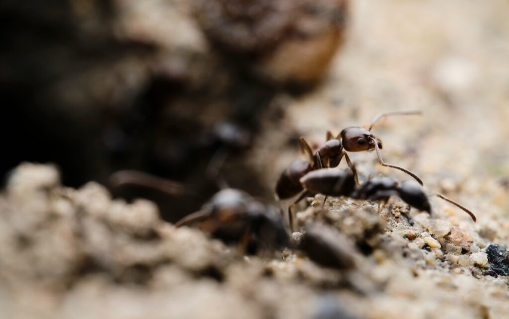 Insect tunnels and burrows in a soil cross-section