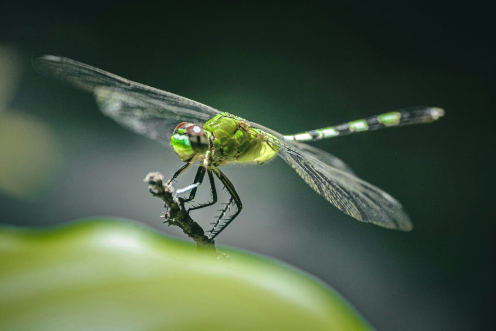 Dragonfly hovering mid-air while catching a mosquito in flight