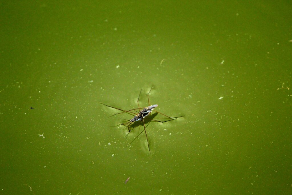 Aquatic insect in murky or polluted-looking water environment
