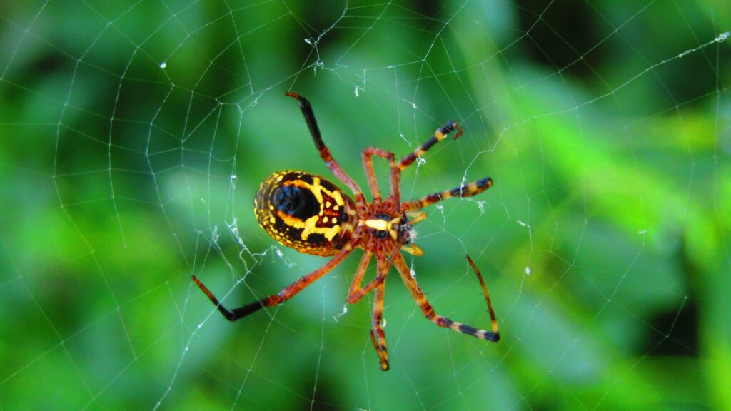 Person observing a spider in a terrarium with curiosity and interest