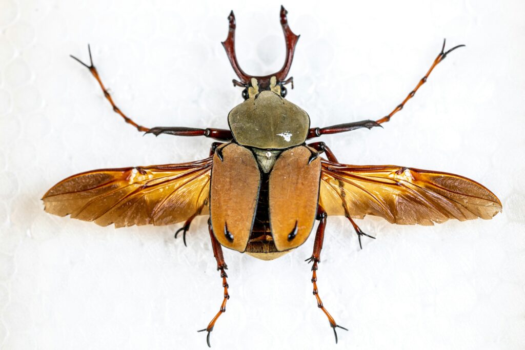 Comparison image showing size of the largest insect next to a human hand