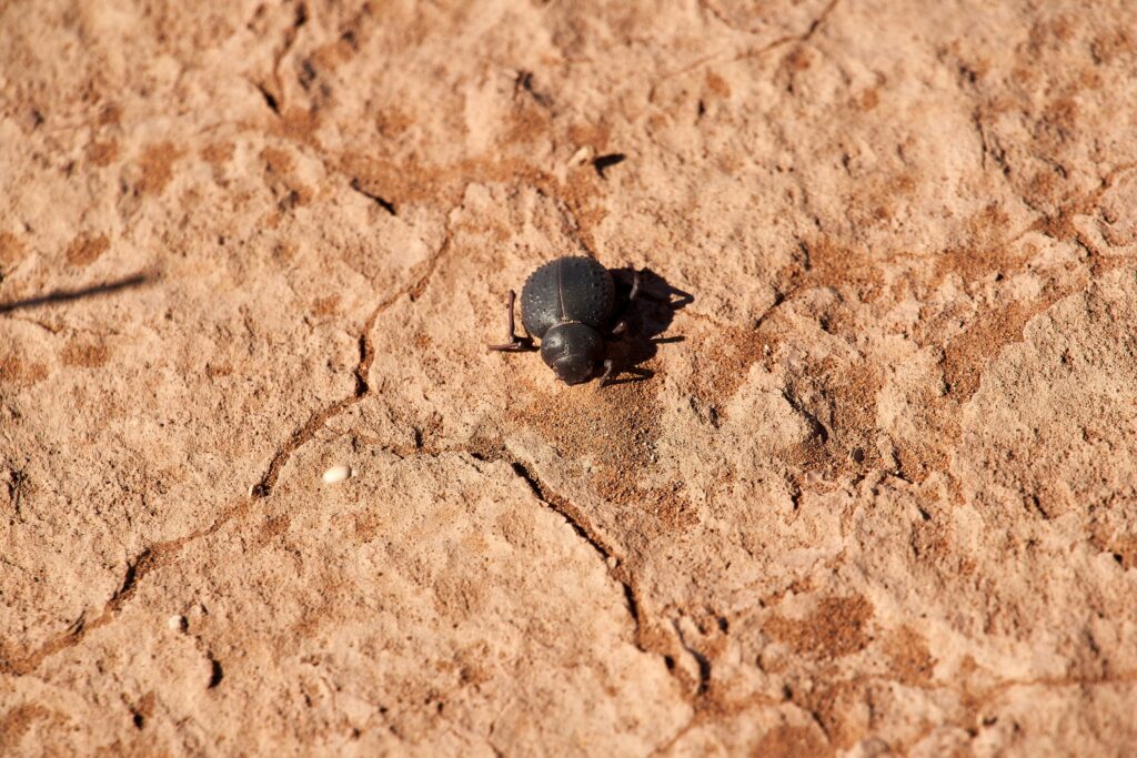 Insect surviving in arid, cracked soil environment under intense sunlight