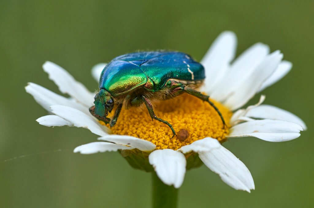 Brightly colored beetle releasing defensive chemicals