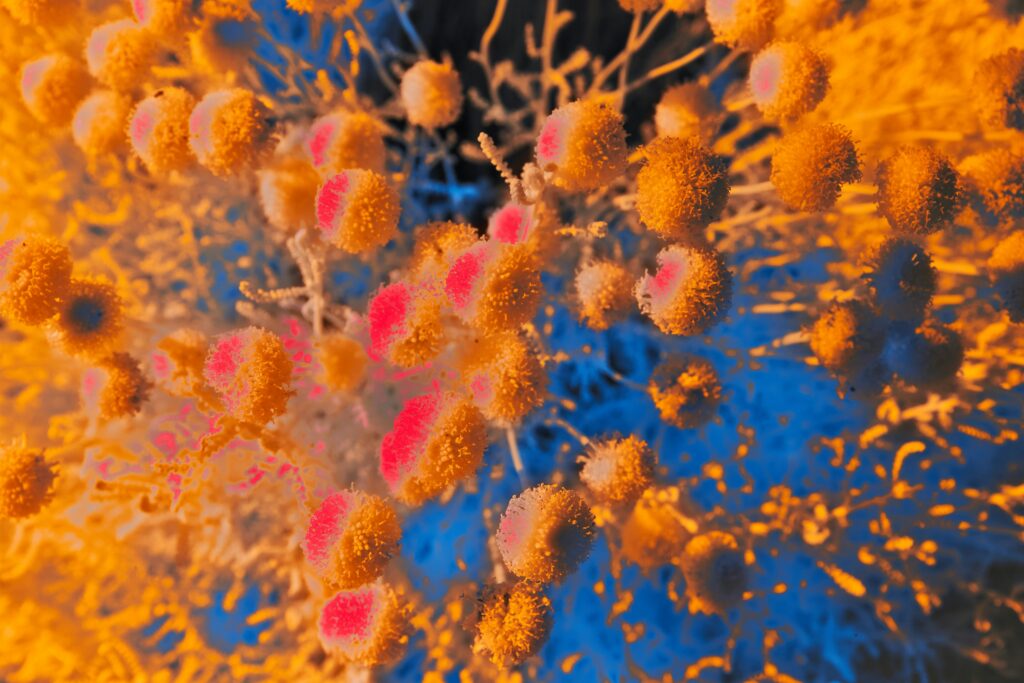Graphic showing immune cells reacting to insect venom proteins