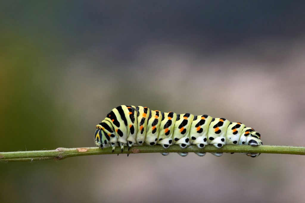 Close-up of a caterpillar responding to subtle ground vibrations