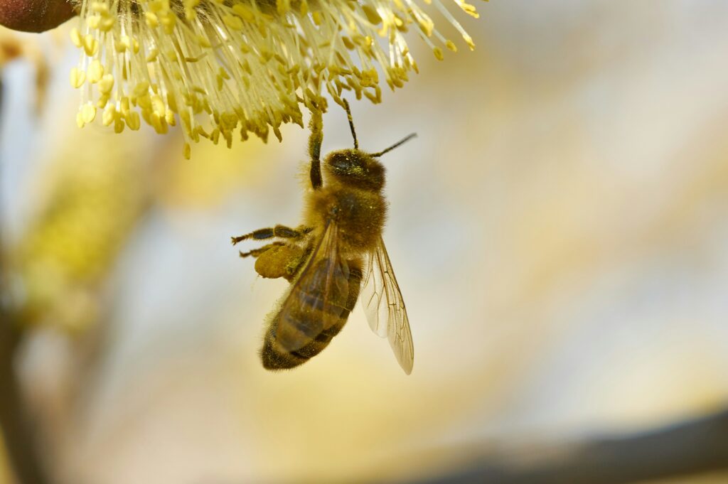 Honeybees observing the waggle dance inside a hive