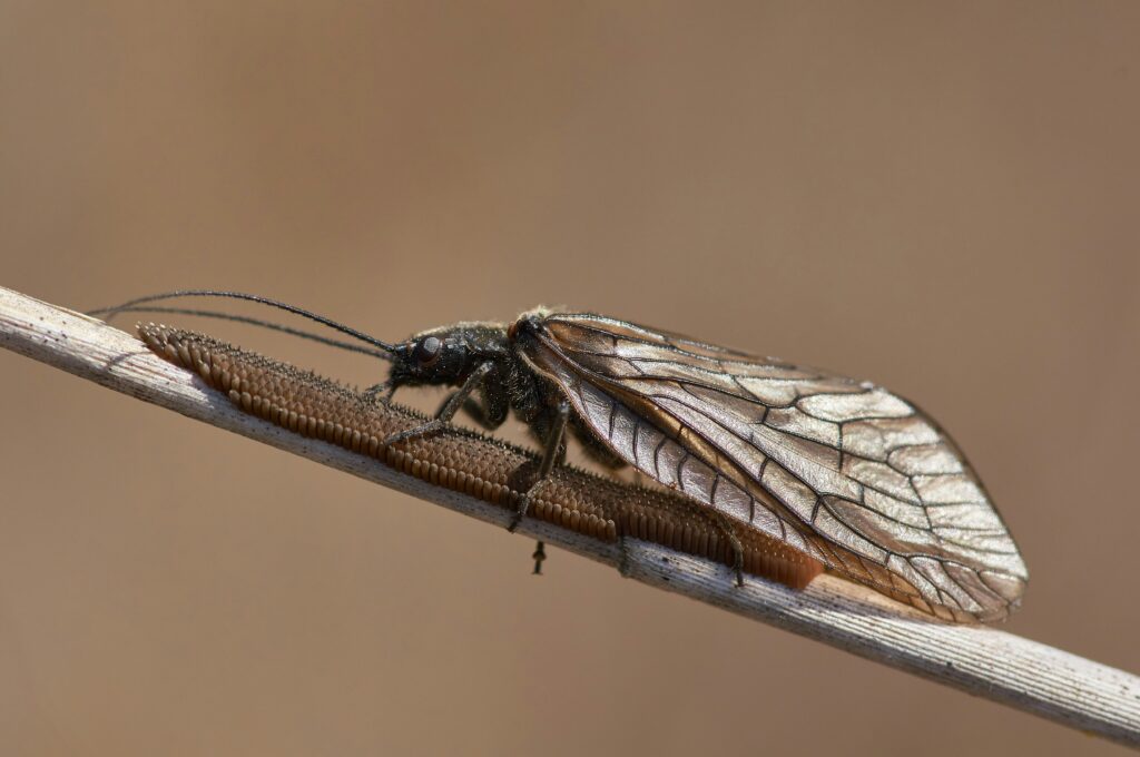 Image of a lacewing insect in the wild, highlighting its mysterious qualities