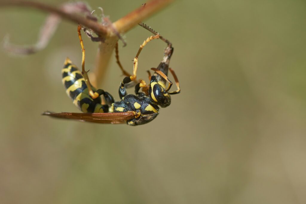 Parasitic wasp injecting eggs into a caterpillar host on a leaf