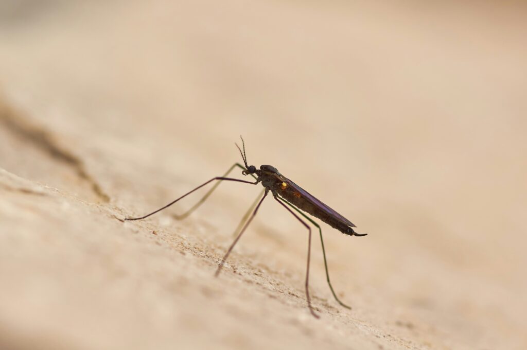 Mosquito with gene sequencing overlay highlighting disease-related regions
