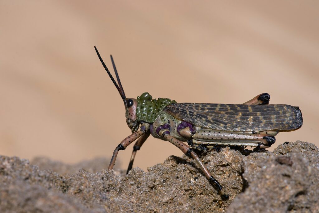 A variety of insects shown thriving in deserts, ice, and high-altitude areas
