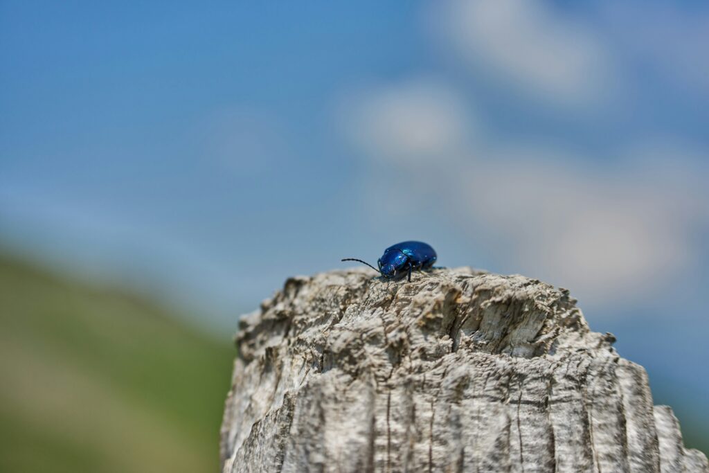 Insect resting on rocks at high elevation with clouds in the background