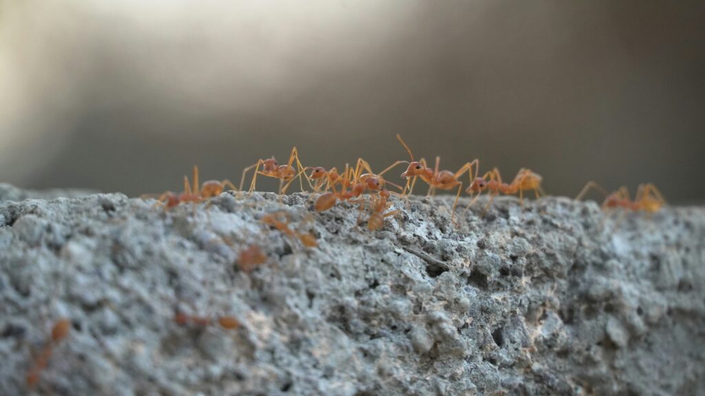 Young alates (future queens) emerging to replace a deceased queen