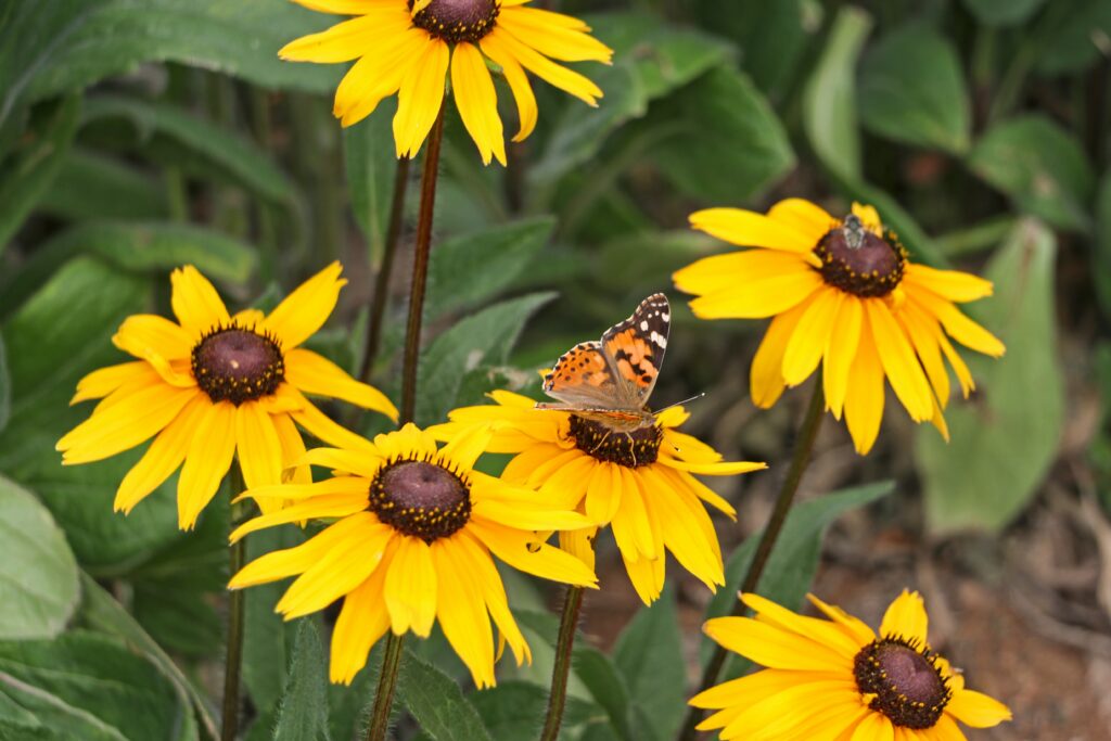 A native garden with bee hotels, flowering plants, and butterflies