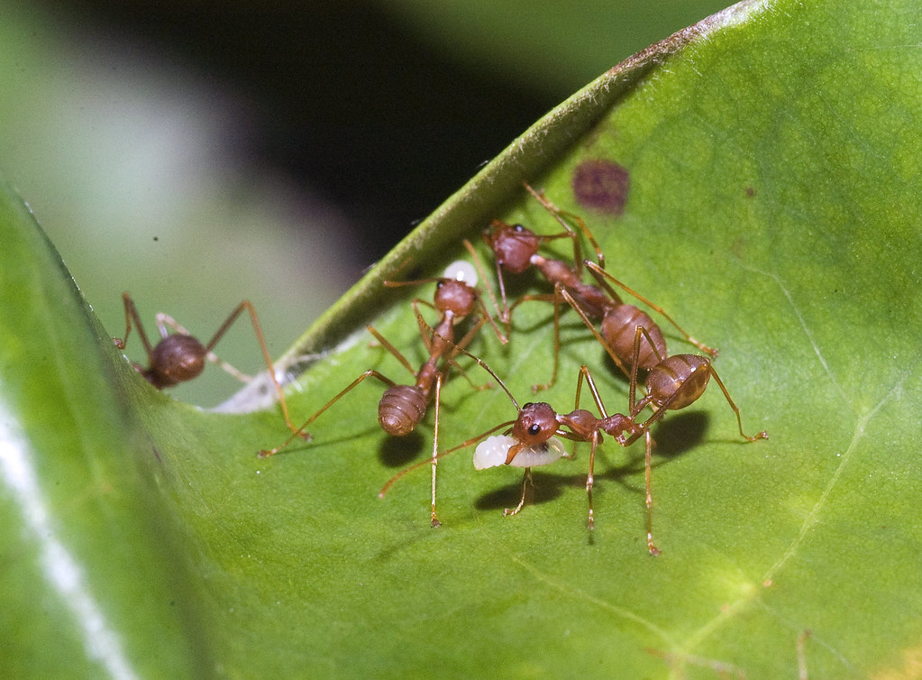 A close-up image of weaver ants at work,