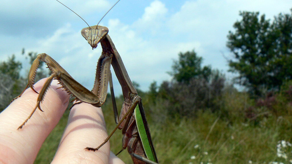 A praying mantis resting on a human hand