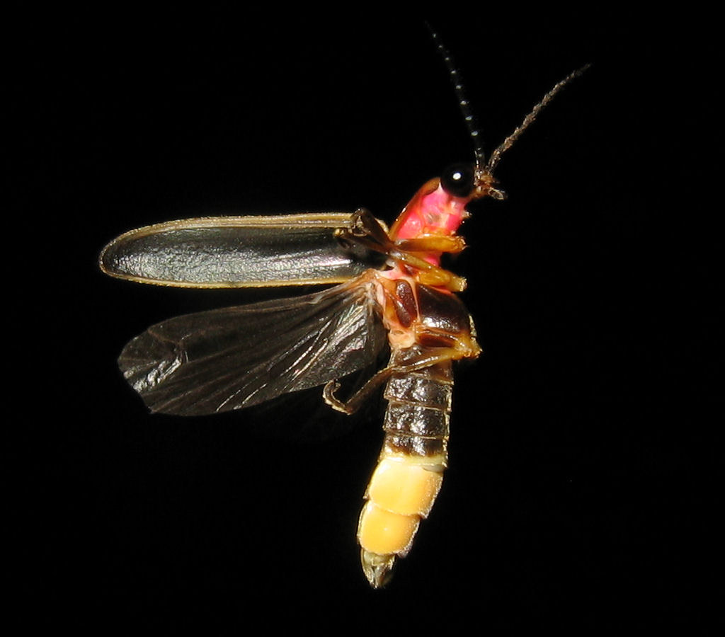 Macro shot of the lateral view of an adult firefly.