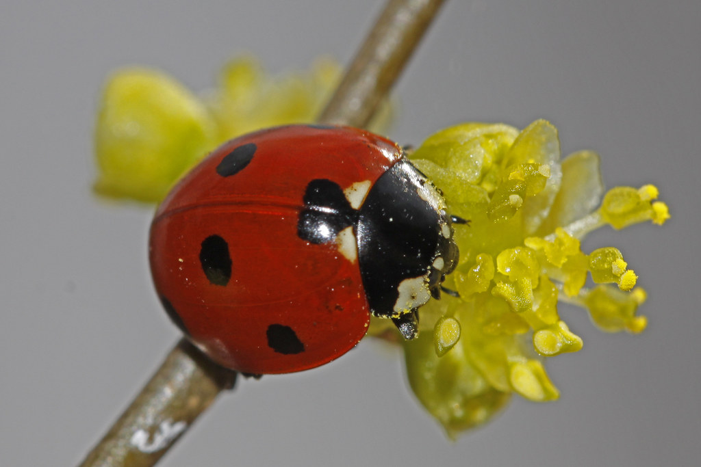A feeding Coccinella septumpunctata