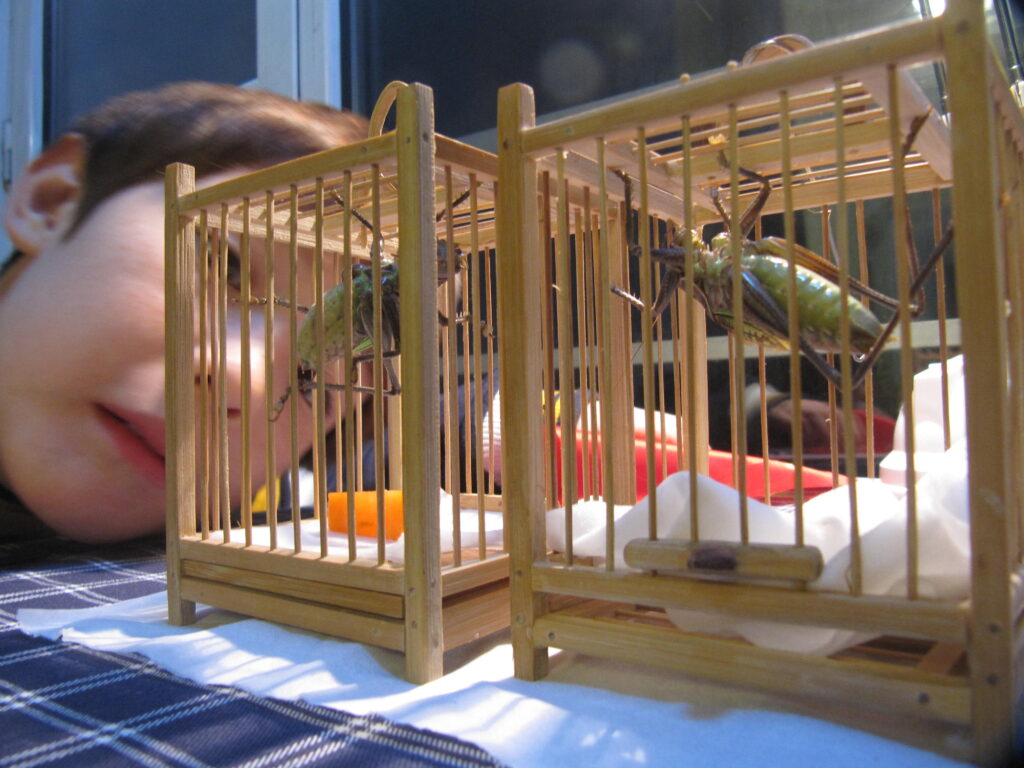 A child watching his pet crickets inside their enclosures, observing their quiet movements.