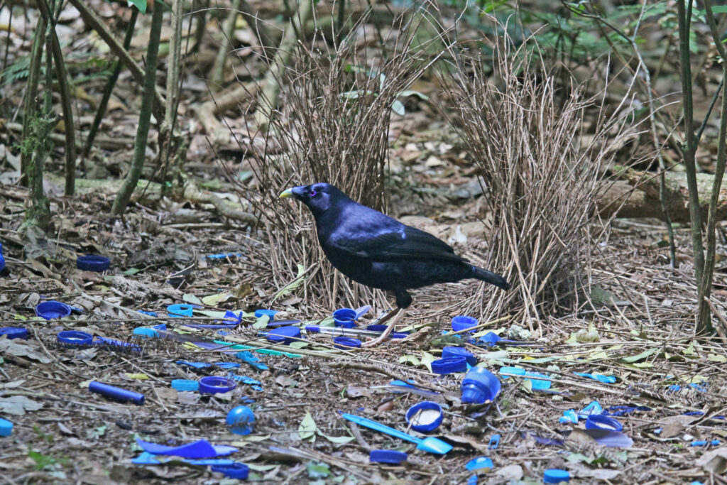 A blue Bowerbird standing at the front of his bower.