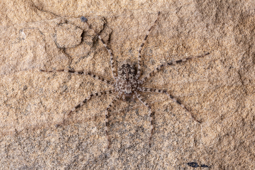A close-up image of the fastest spider in the world.