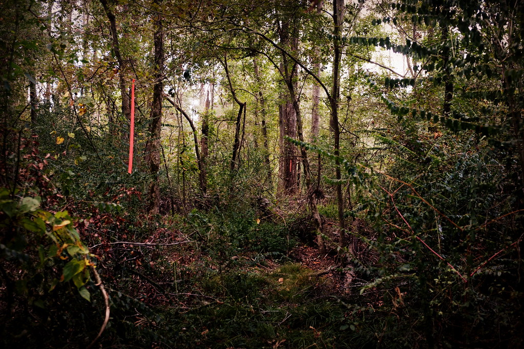A lush forest, indicating the possibility of housing many insects.