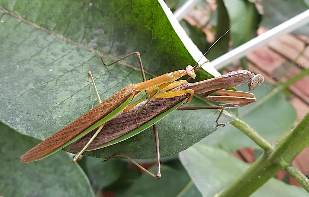 Two praying mantis mating on a green leaf