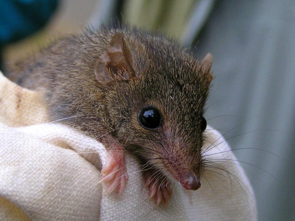A Broad-footed marsupial mouse on a mil-colored cloth.
