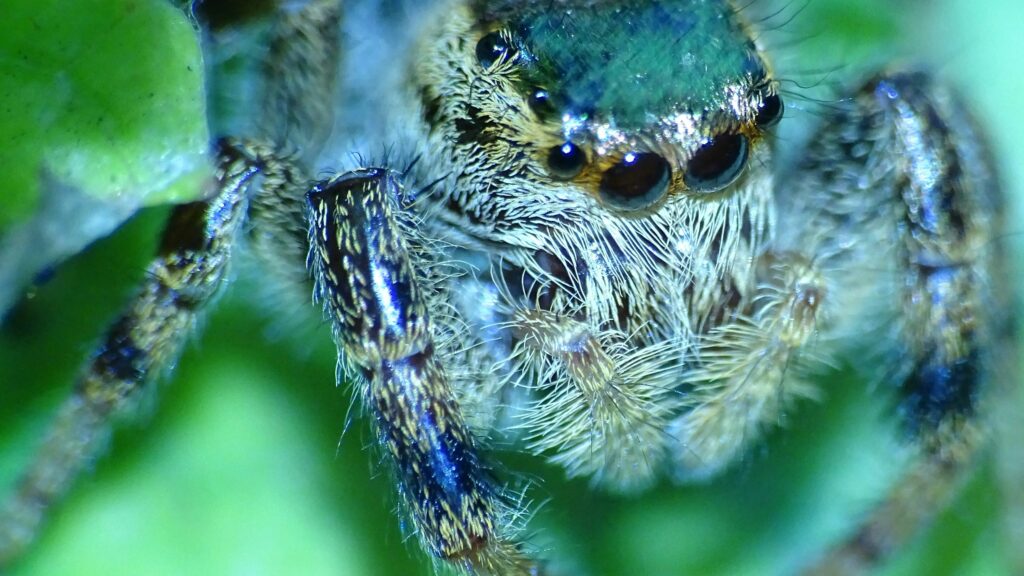 A close up image of a blue legged hairy spider