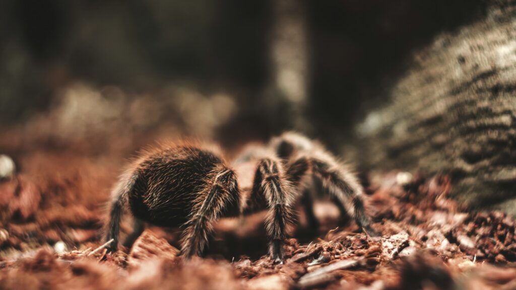 A close-up of a hairy tarantula walking on dry soil with blurred natural background.