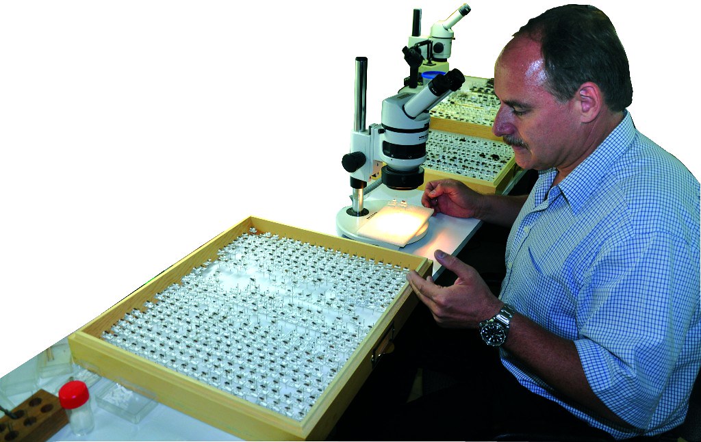 Entomologist working in the laboratory at IITA Benin