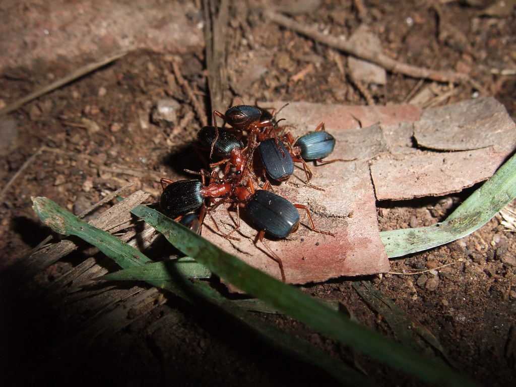 A close-up image of some bombardier beetles of a flat material on the ground.