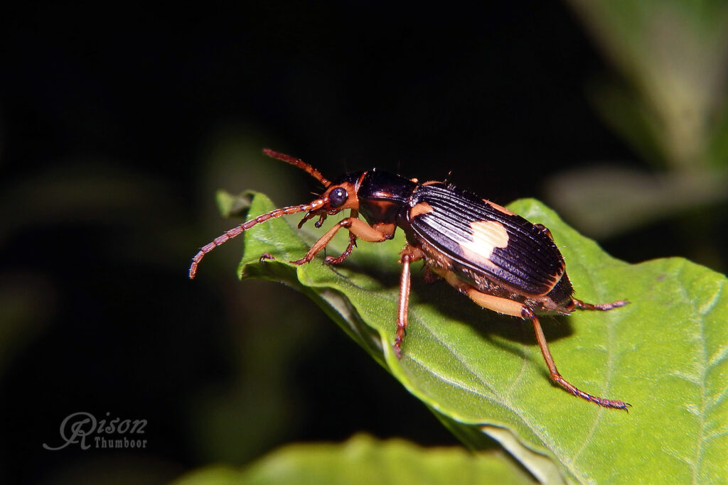 Carabidae (Brachininae) Genus Pheropsophus