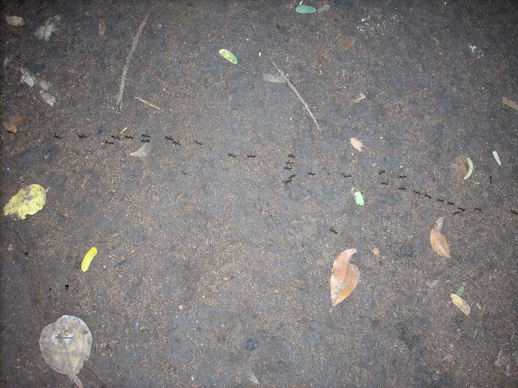 An ant colony moving an orderly manner