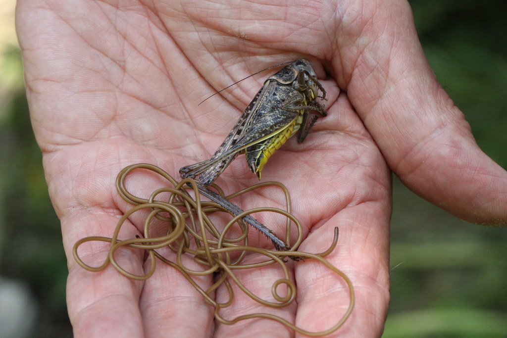 A human holding a cricket infected by Nematomorpha (Horsehair worms)