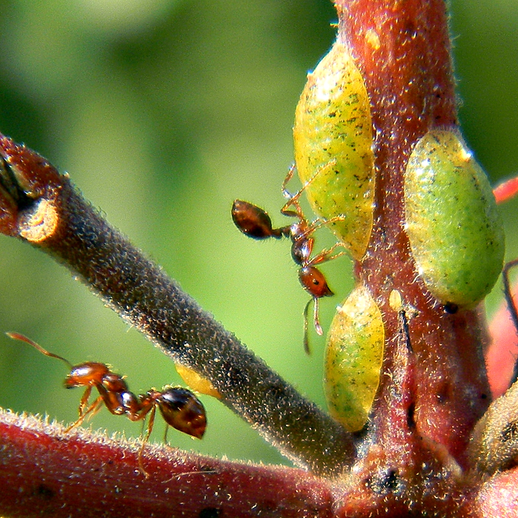 Ants Herding Scale Insects