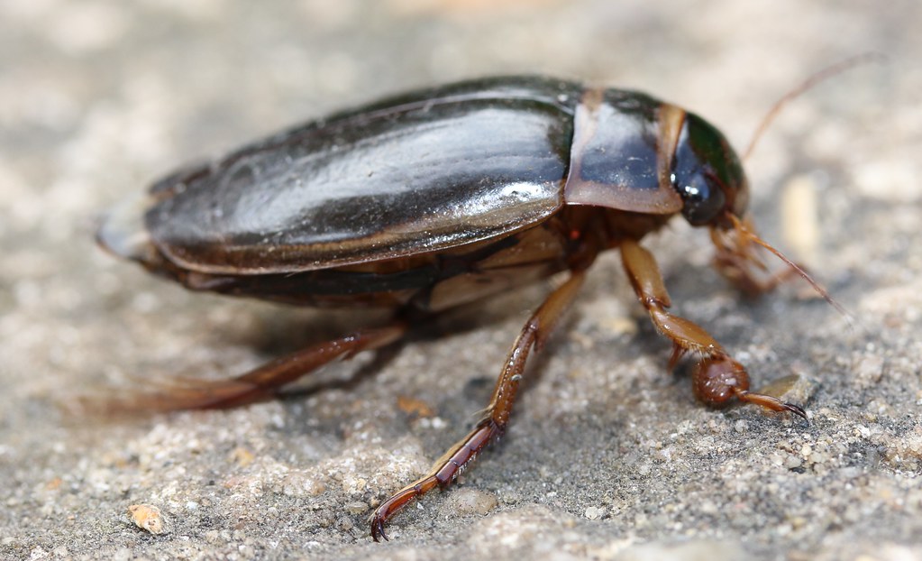 A Diving beetle on a ground surface