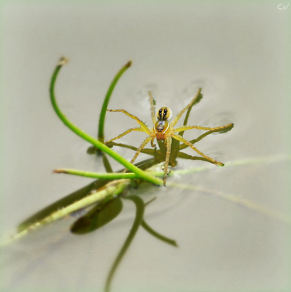 Dolomedes spp.- Fishing  spider